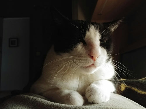 Confused Ramadan Cat Trend 2026: Viral TikTok Song, Suhoor Reactions & Why Cats Are So Confused