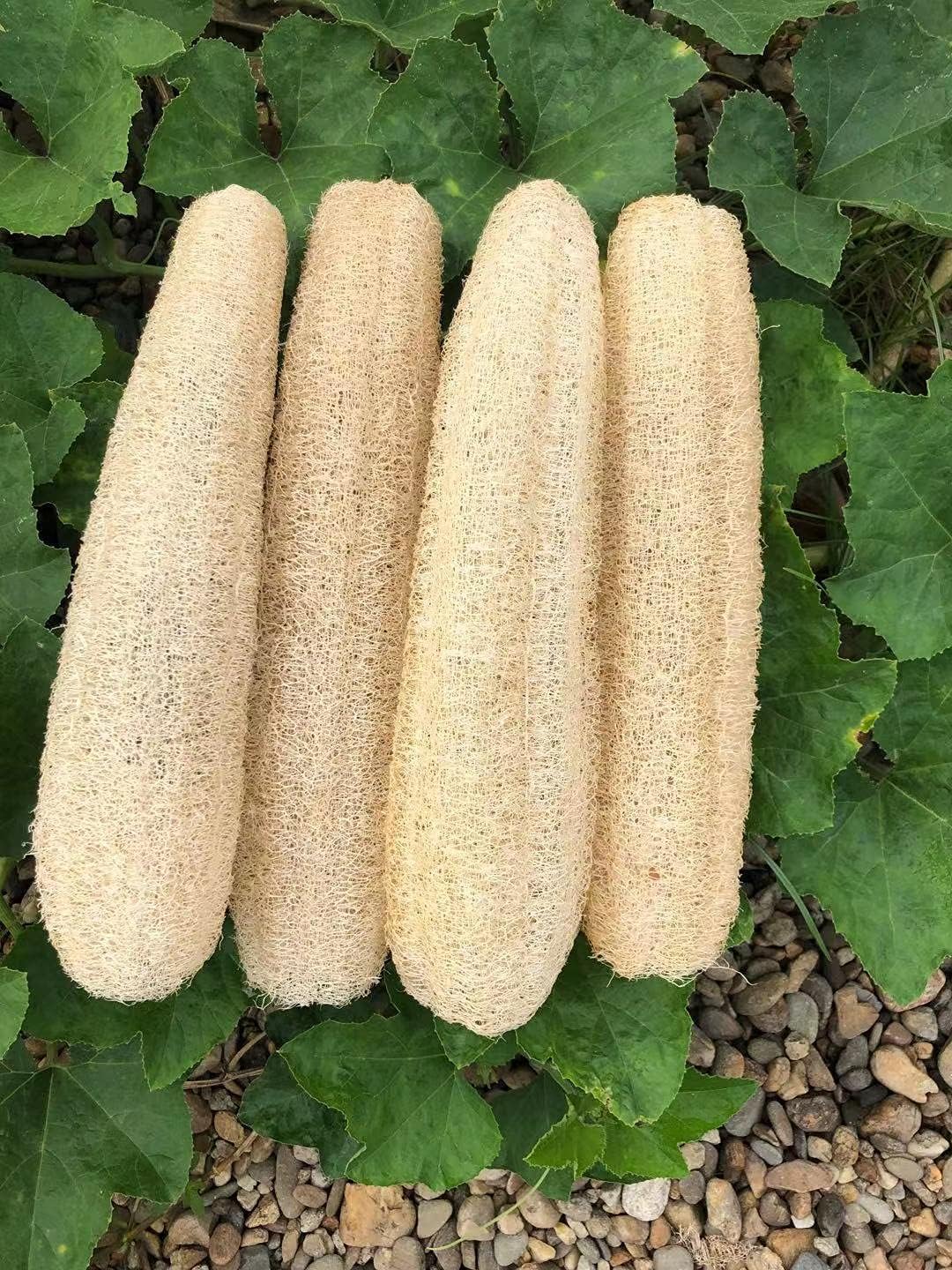 Discover what a luffa vegetable sponge really is, its skin and cleaning benefits, how to grow your own, and why it's the best zero-waste swap for your home.