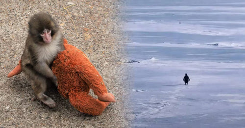 Punch the viral baby monkey from Ichikawa City Zoo Japan clinging to IKEA stuffed orangutan toy 2026  