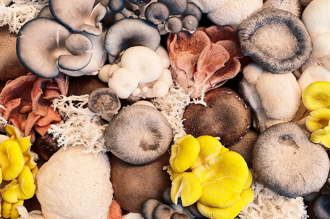 Ergothioneine is the mushroom antioxidant that reaches skin mitochondria where vitamin C cannot. See the 2025 clinical trial data and how to use it.