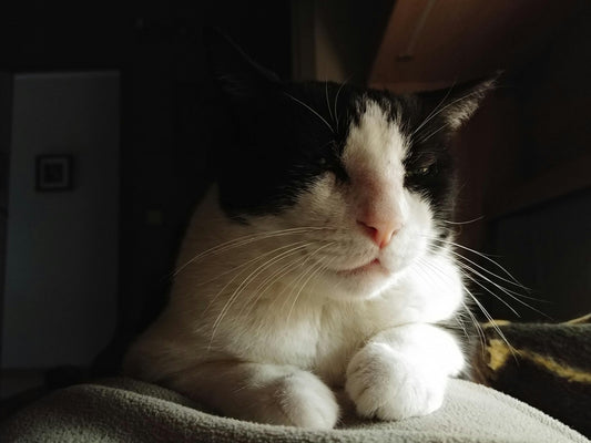 Confused Ramadan Cat Trend 2026: Viral TikTok Song, Suhoor Reactions & Why Cats Are So Confused