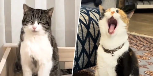 Why My Confused Ramadan Cat is Going Viral in 2026 (And Why the Internet Can’t Get Enough)