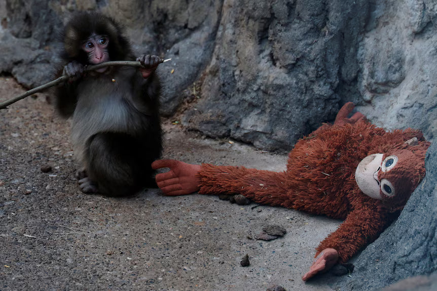 Baby macaque Punch holding his favorite orange doll