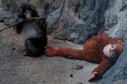 Baby macaque Punch holding his favorite orange doll